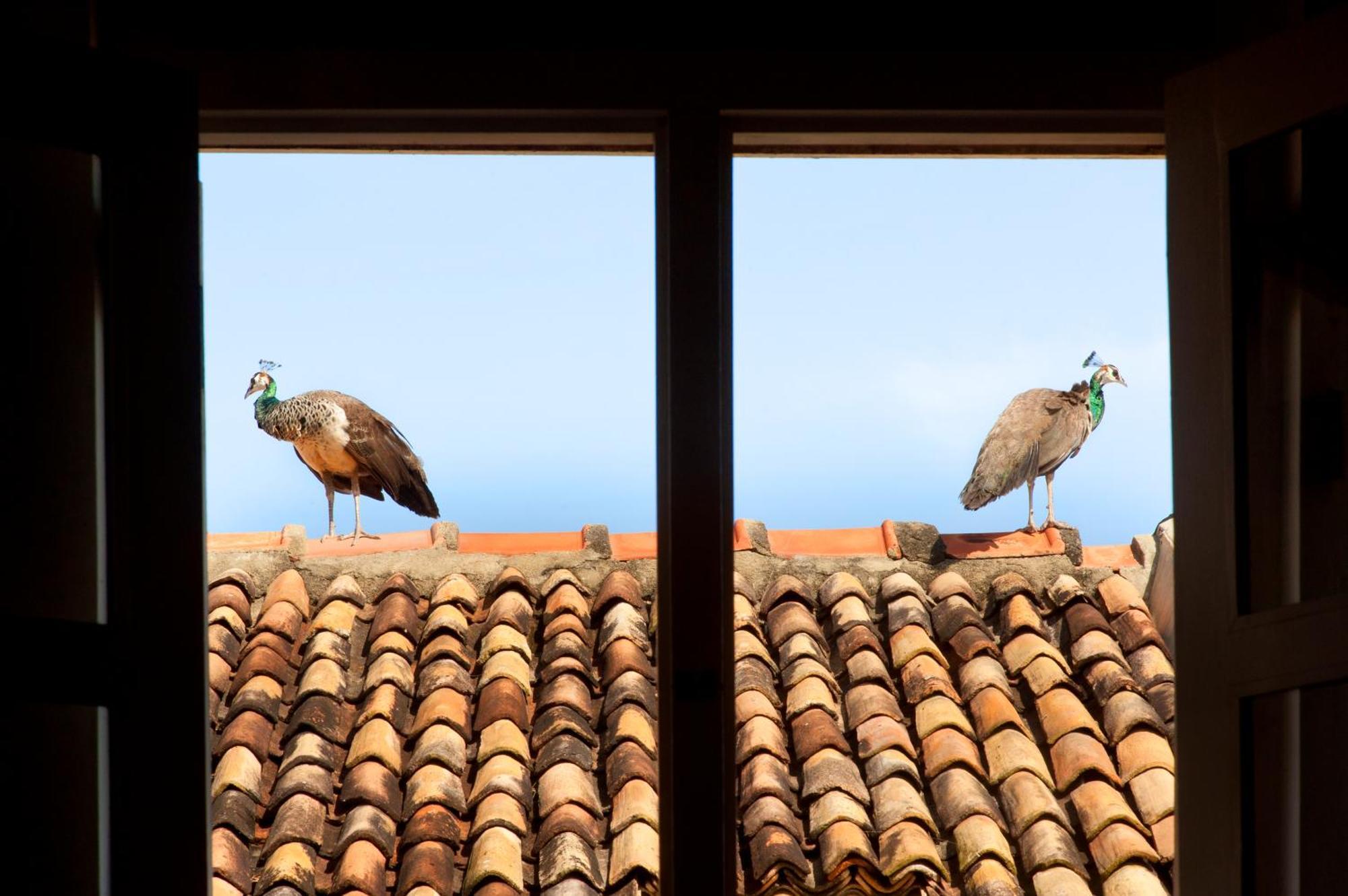 A 03 Bedroom Villa In Galle Fort With Roof Terrace & Pool Εξωτερικό φωτογραφία